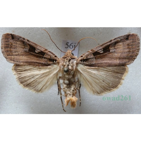 Xestia ditrapezium (Denis & Schiffermüller, 1775) Rolnica dwutrapezka Czech56j